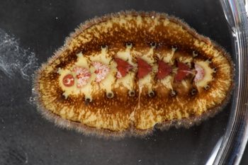 Media type: image;   Malacology 384364